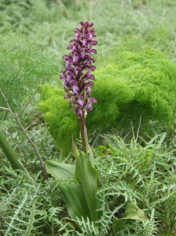 Barlia robertiana